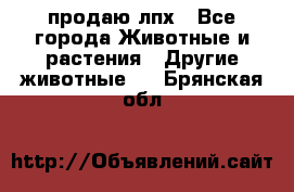 продаю лпх - Все города Животные и растения » Другие животные   . Брянская обл.